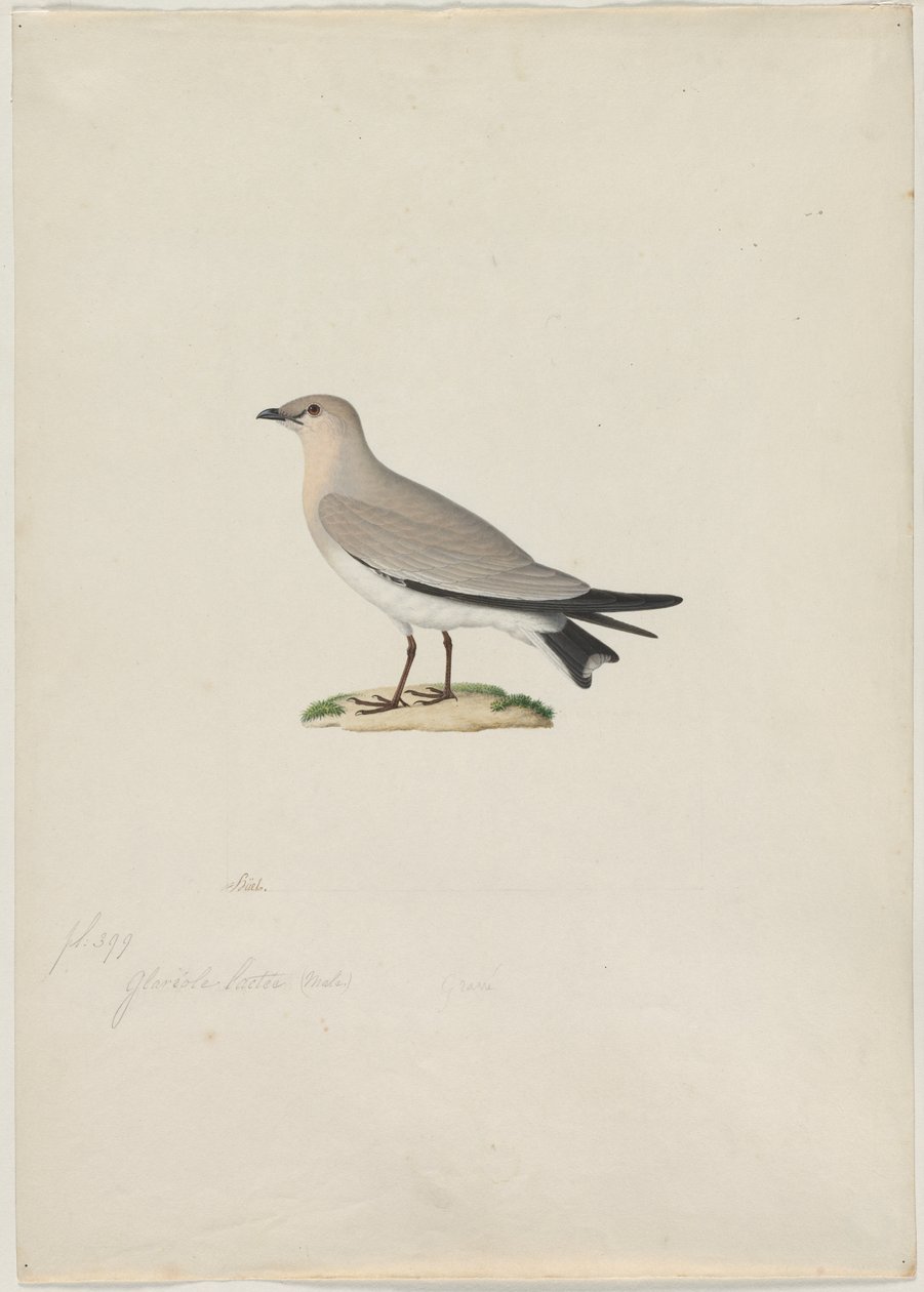 Liten Pratincole Glareola lactea, 1800-tal. av Paul Huet