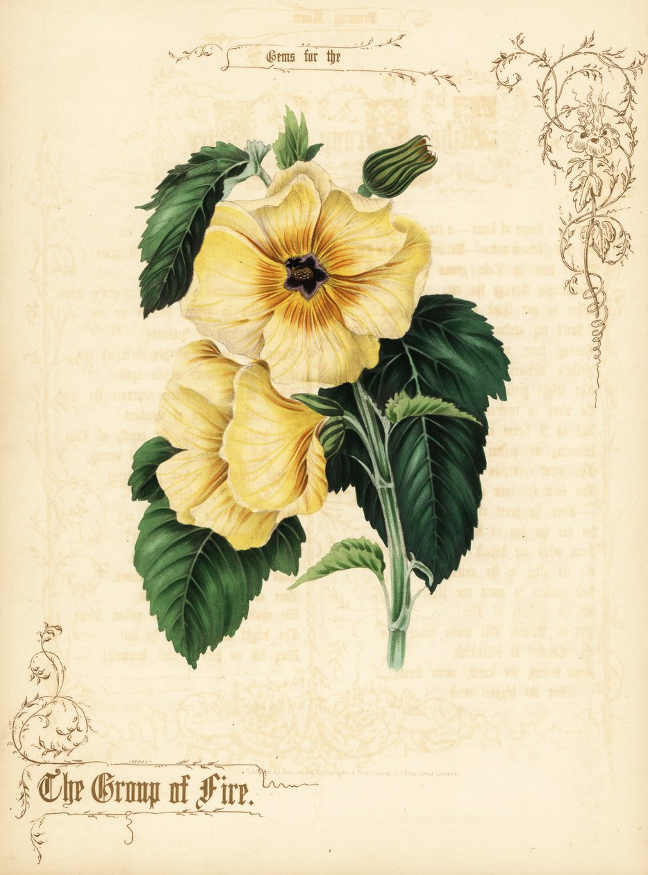 Gula hibiskusblommor och bladverk. av Paul Jerrard