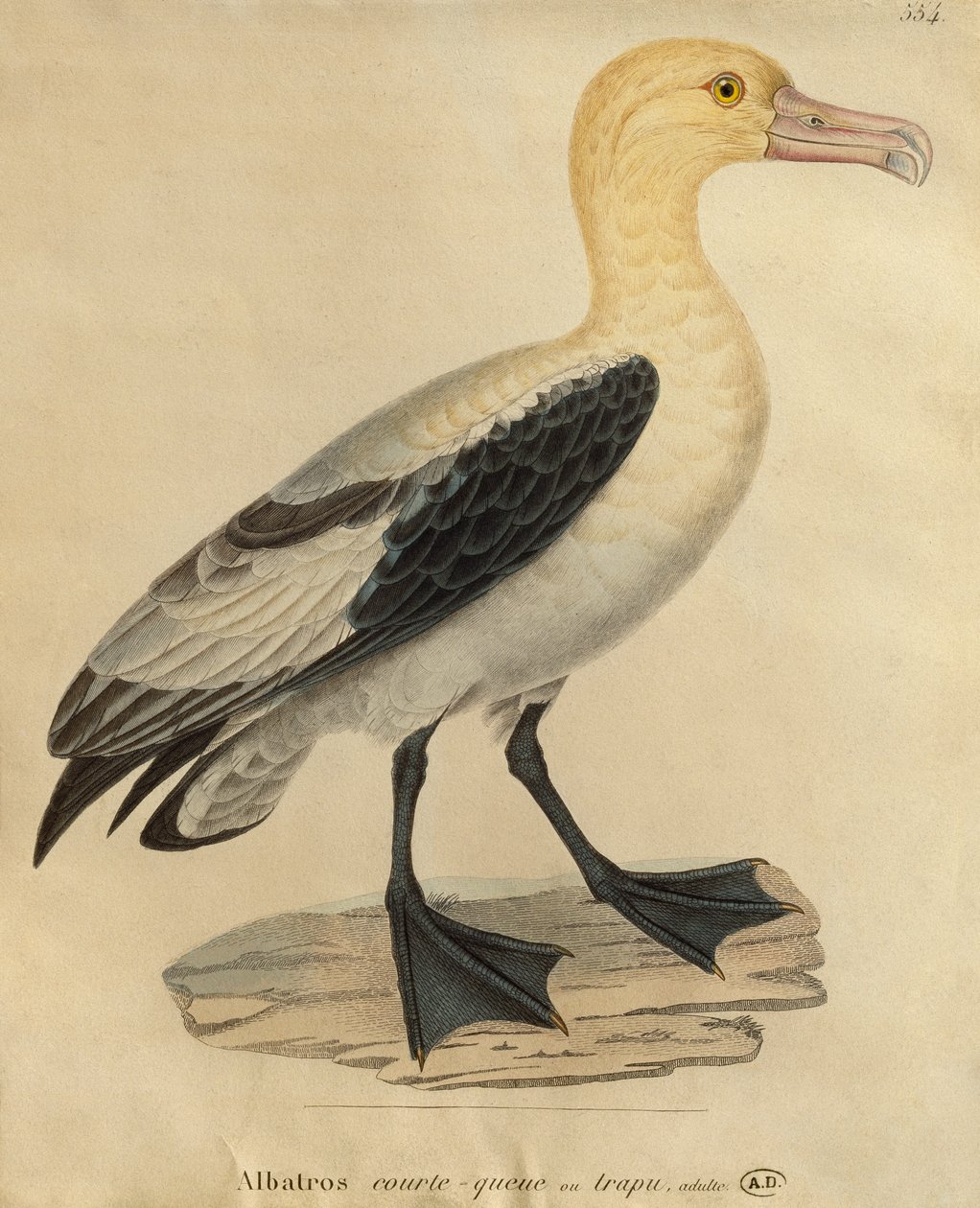 Albatross med kort svans (färggravyr) av Paul Louis Oudart