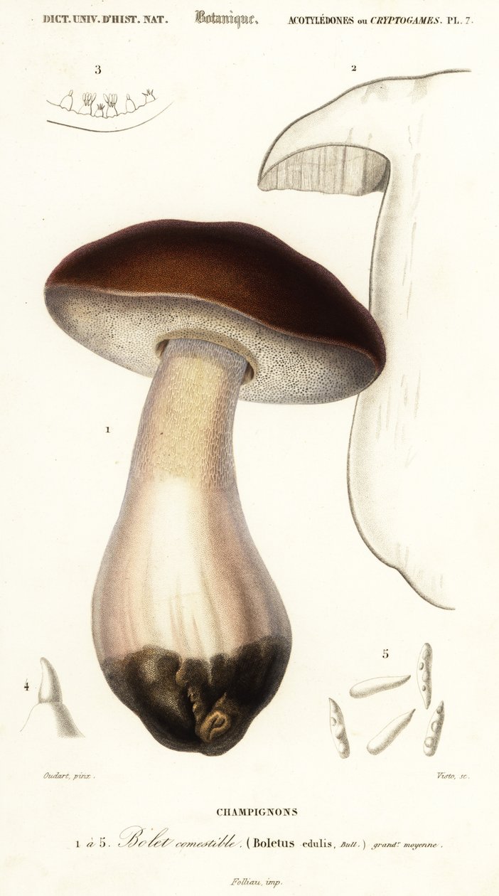 Cep, penny bun, porcino eller porcini svamp, Boletus edulis. ,1849 (gravyr) av Paul Louis Oudart