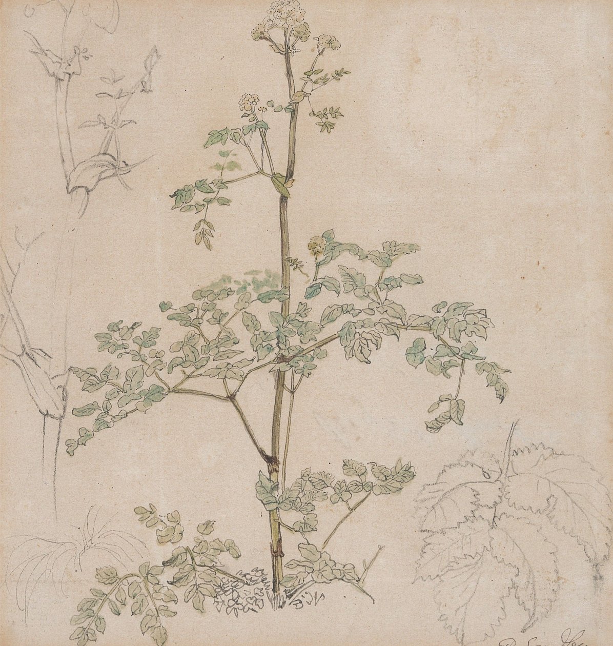 Studie av hundkäx av Paul Sandby