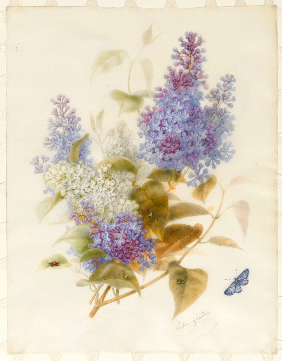 Spray of Lilac (wc och bodycolour på vellum, lagt på kartong) av Pauline Gerardin