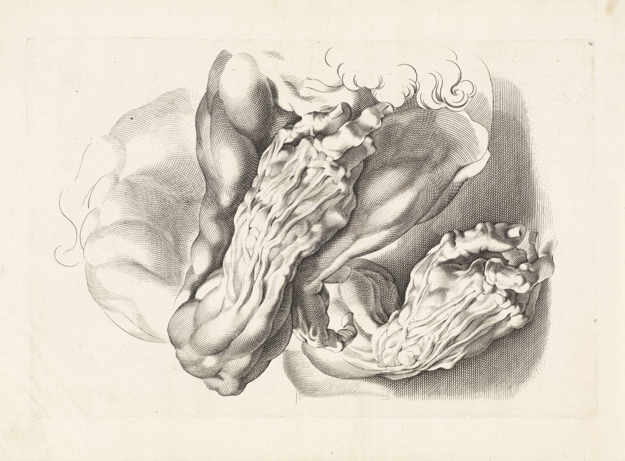 Anatomiska studier av vapen Ritboken av Peter Paul Rubens (serietitel) av Paulus Pontius
