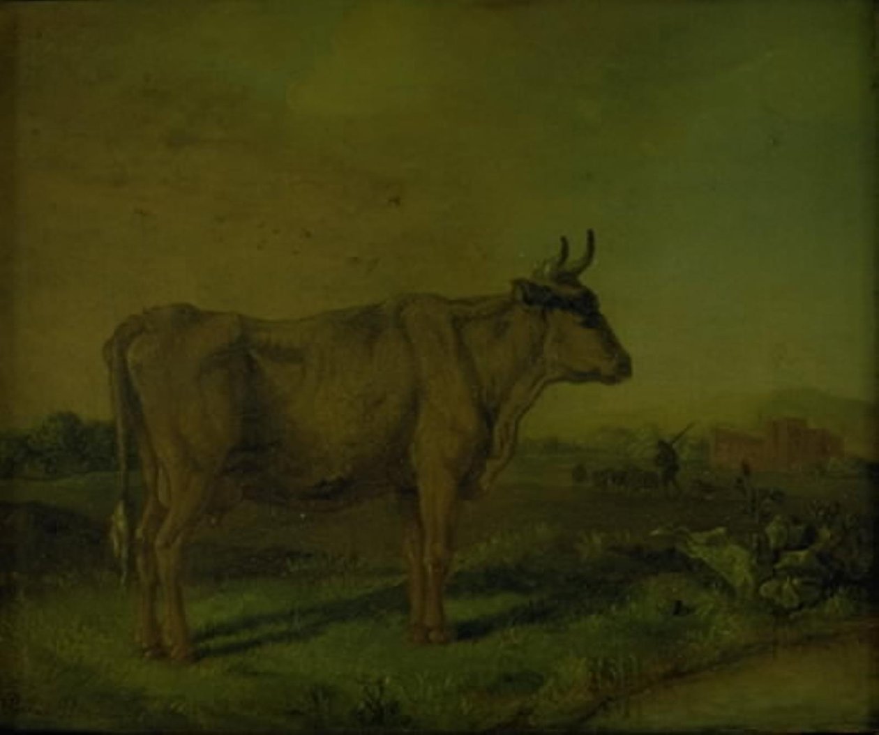 En ko av Paulus Potter