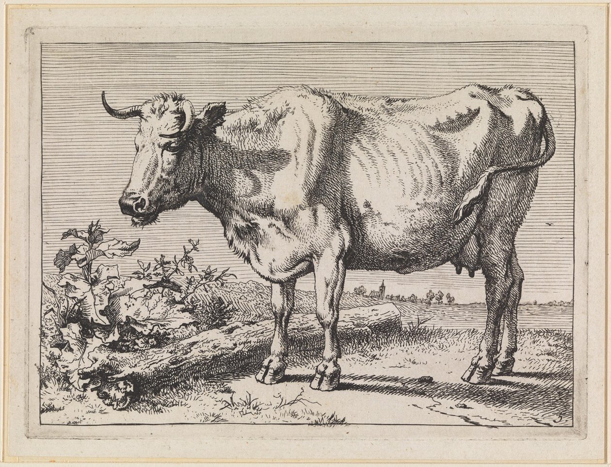 Ko med vridet horn av Paulus Potter