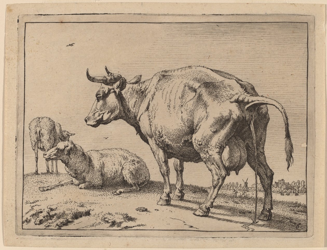 Pissande ko av Paulus Potter