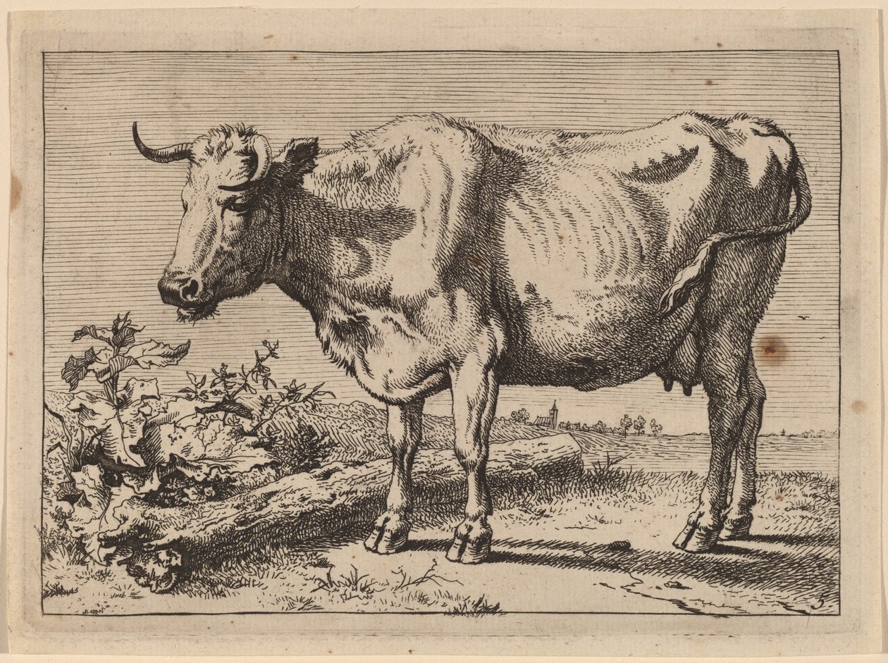 Stående ko (ko med ett skrynkligt horn) av Paulus Potter