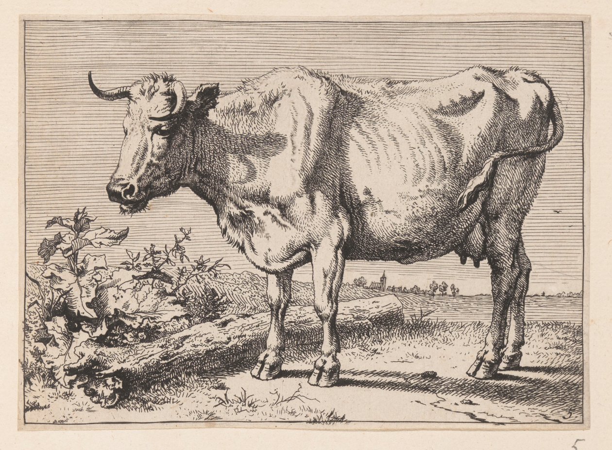 Kon med skrynkligt horn, från Olika oxar och kor av Paulus Potter