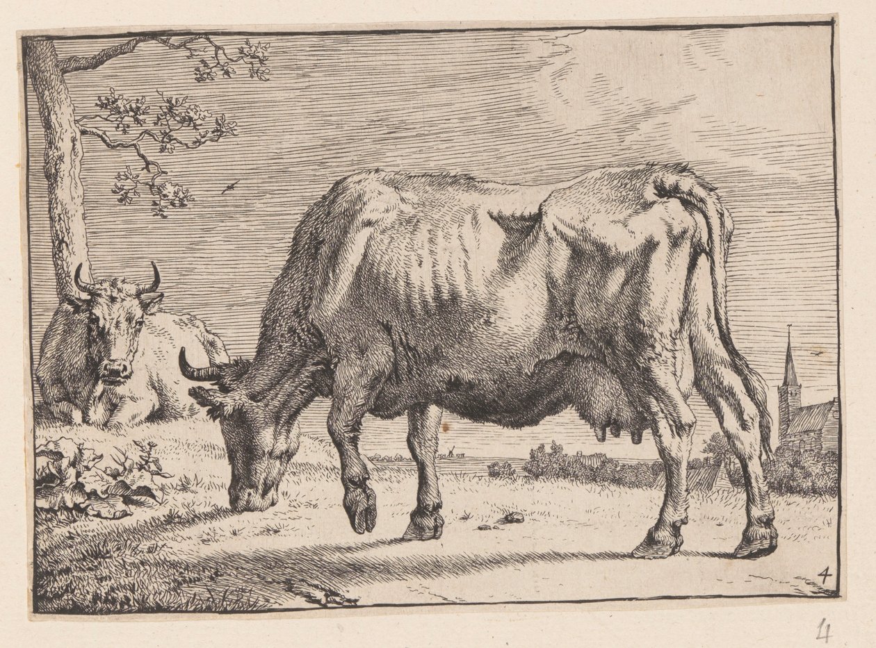Den betande kon, från Various Oxen and Cows av Paulus Potter
