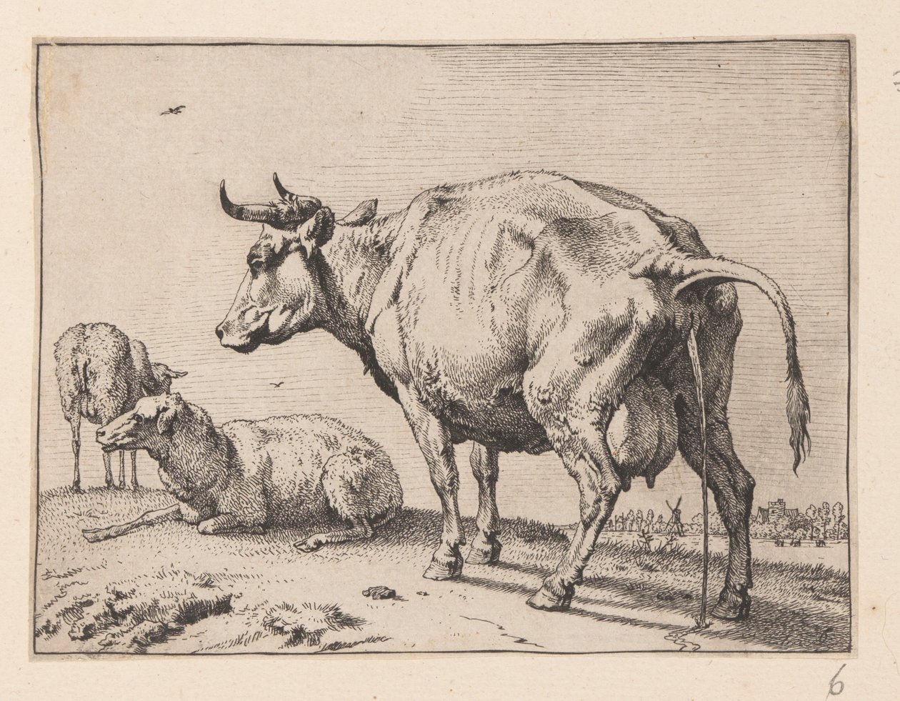 Den pissande kon, från Olika oxar och kor av Paulus Potter