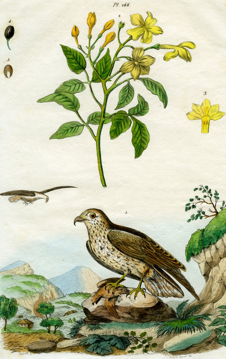 Jasmin och korttåörn, 1700- eller 1800-tal. av Pedretti