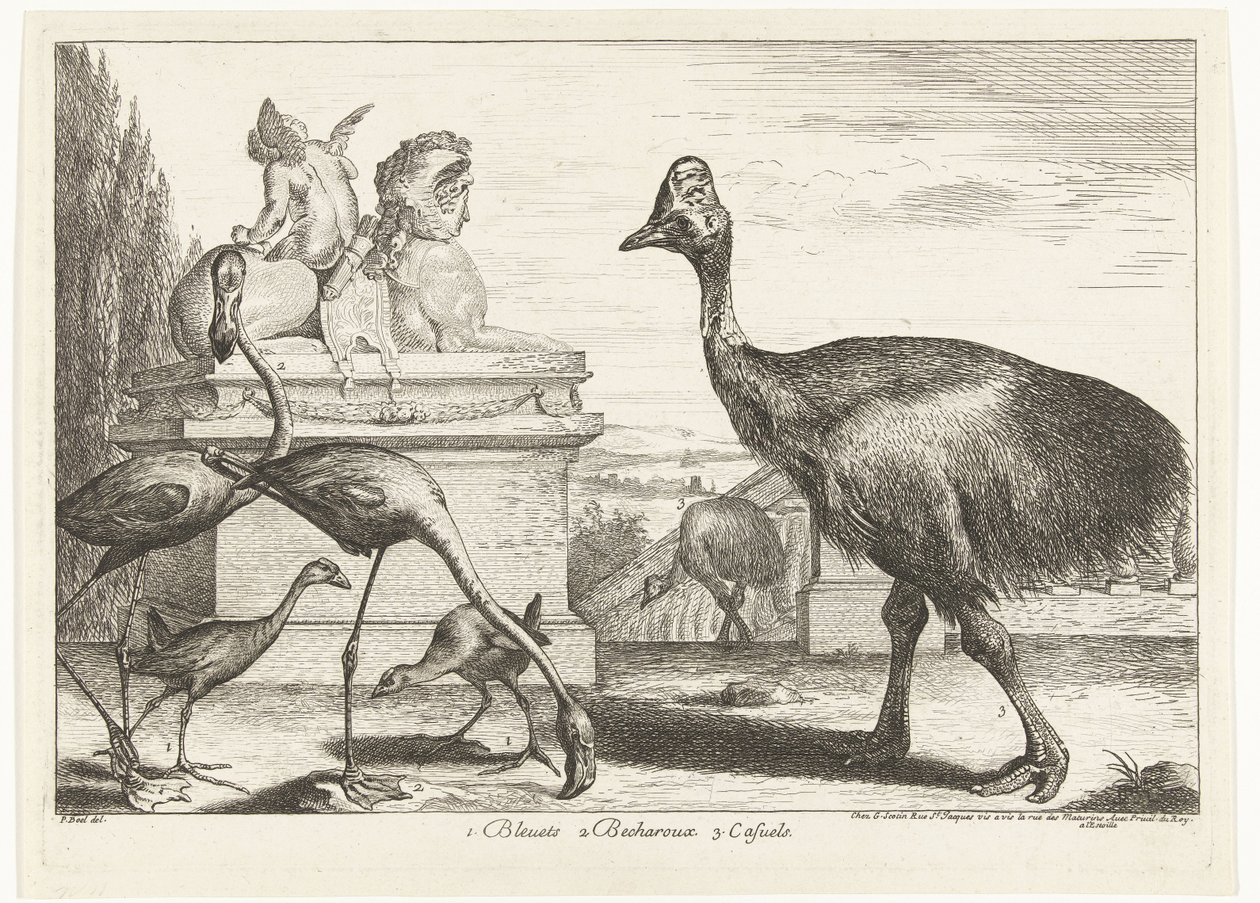 Kasuar, lila sothöns och flamingos 1. Bleuets 2 Becharoux 3. Casuels (titel på objekt) Fåglar från menageriet i Versailles (serietitel) av Peeter Boel (attributed to)