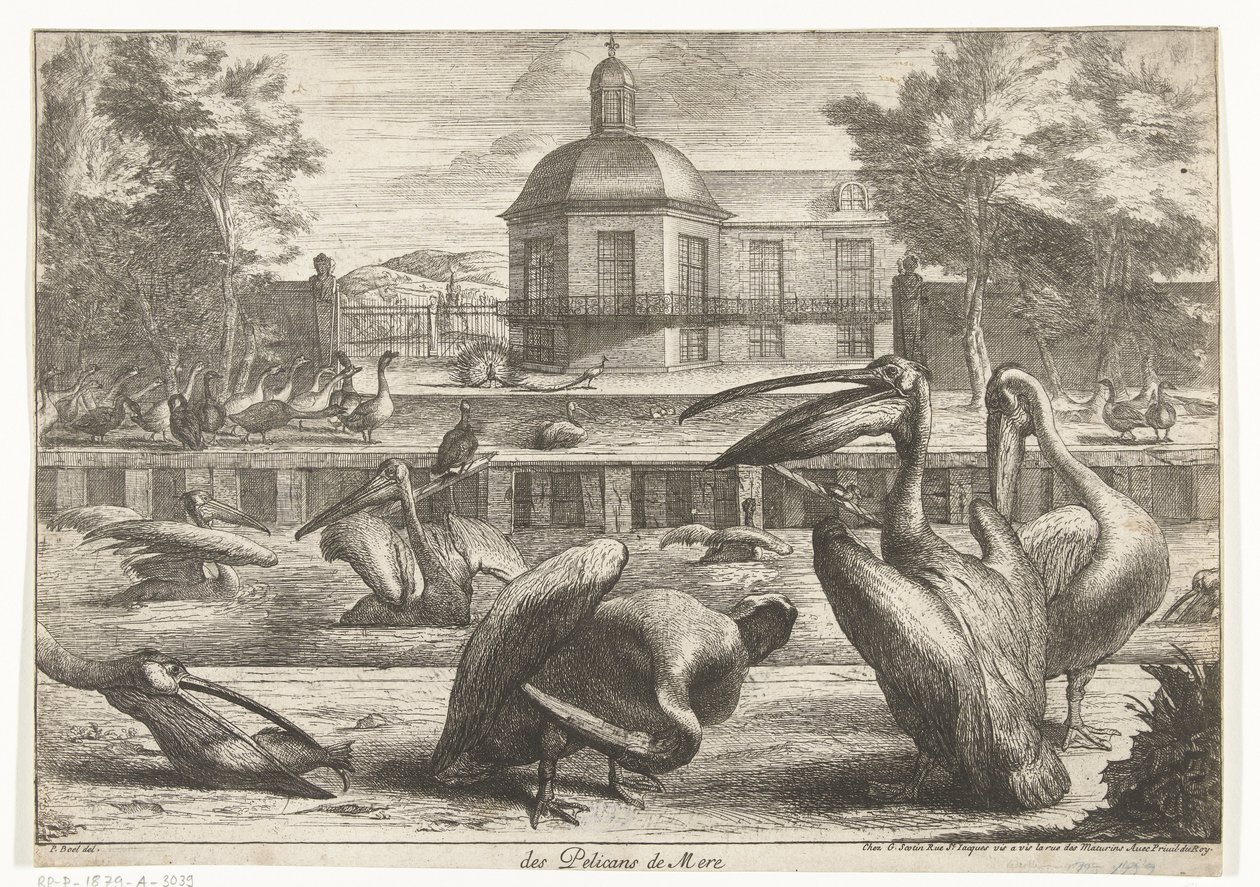 pelikaner des Pelicans de Mere (titel på objekt) Fåglar från menageriet i Versailles (serietitel) av Peeter Boel (attributed to)