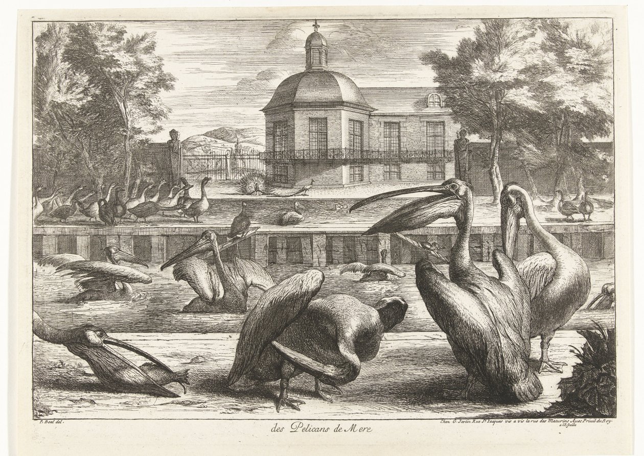 Pelikaner des Pelicans de Mere (titel på objekt) Fåglar från menageriet i Versailles (serietitel) av Peeter Boel (attributed to)