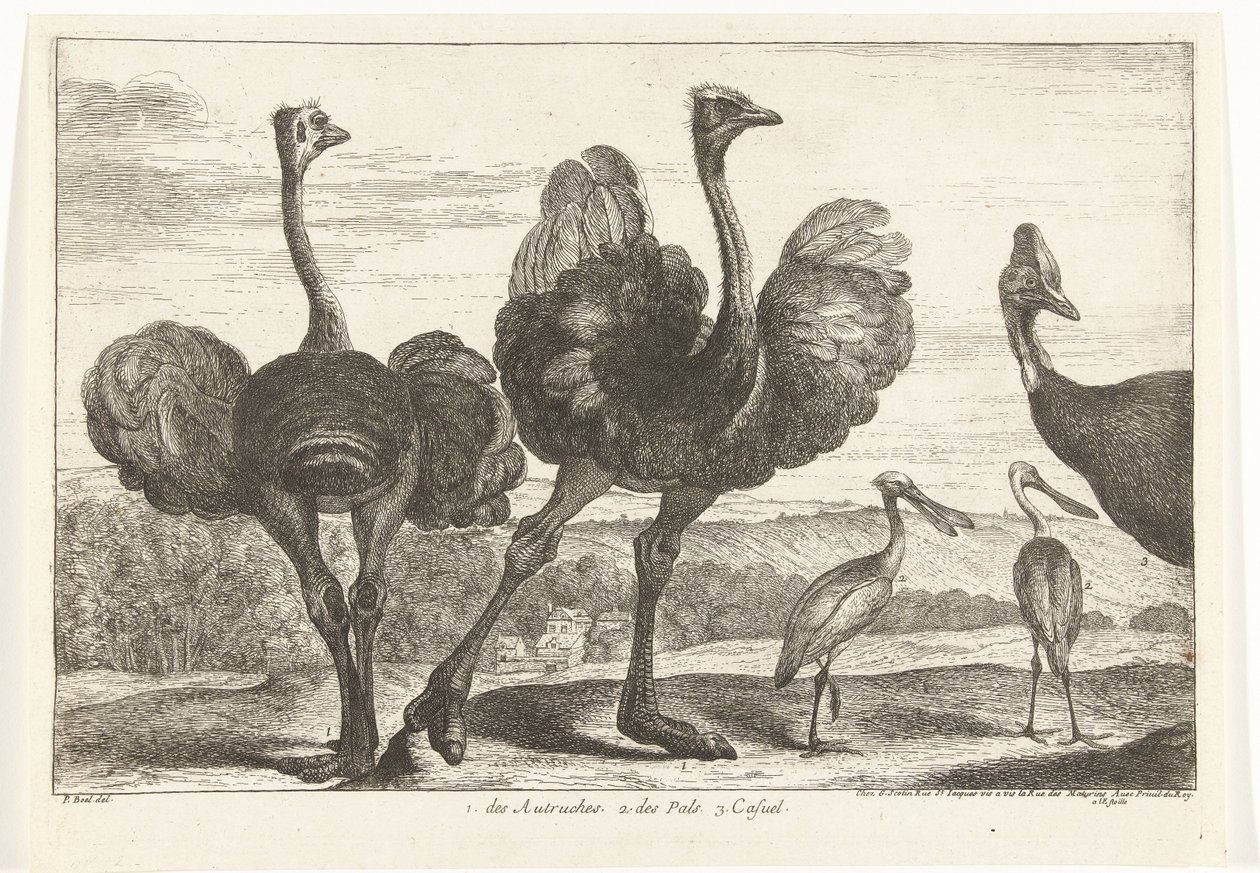 Strutsar, Kasuar och Skednäbb 1. Autrucherna. 2. des Pals. c. tillfällig Fåglar från menageriet i Versailles (serietitel) av Peeter Boel (attributed to)