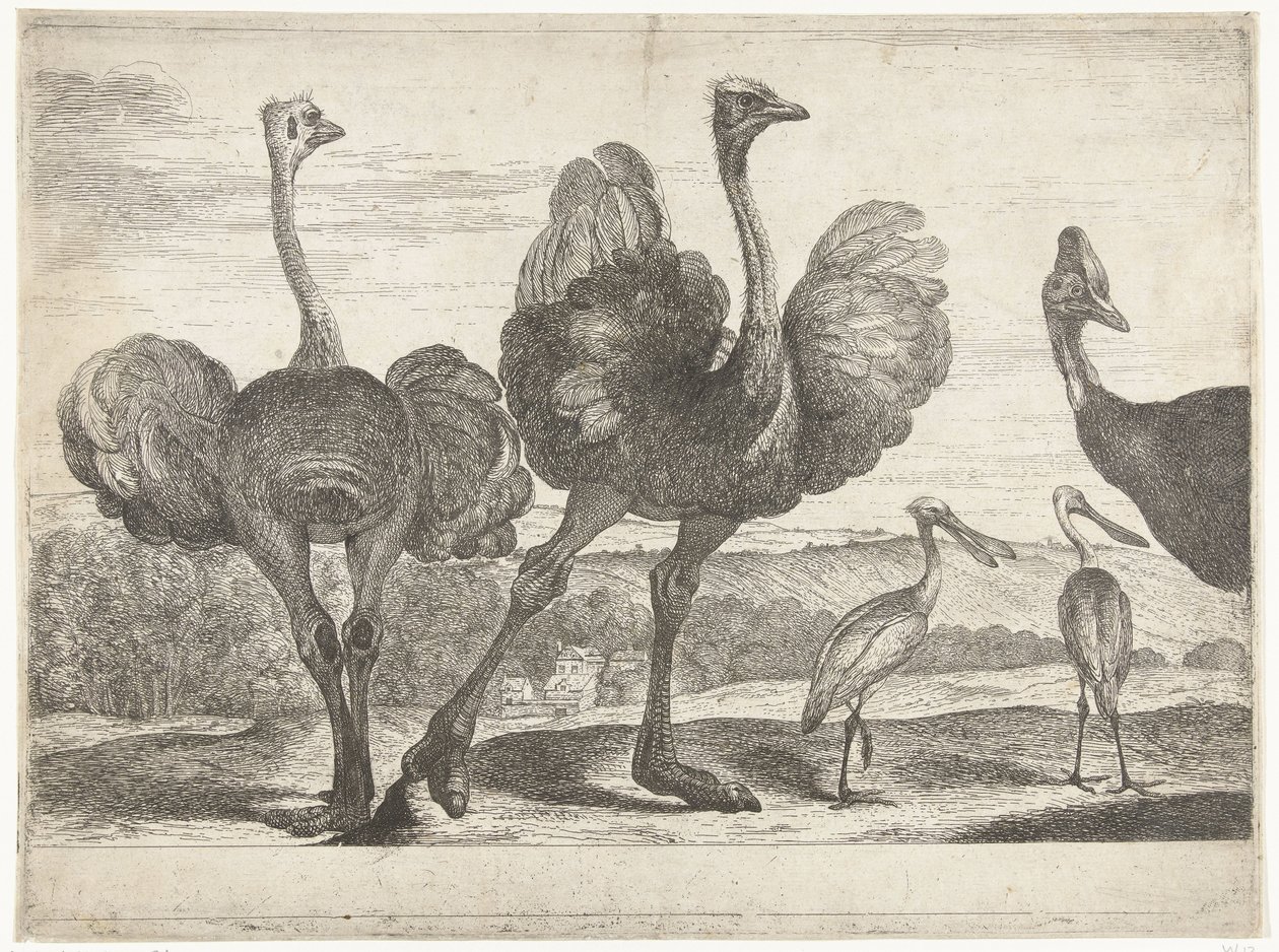 Strutsar, Kasuar och Skednäbb Fåglar från menageriet i Versailles (serietitel) av Peeter Boel (attributed to)