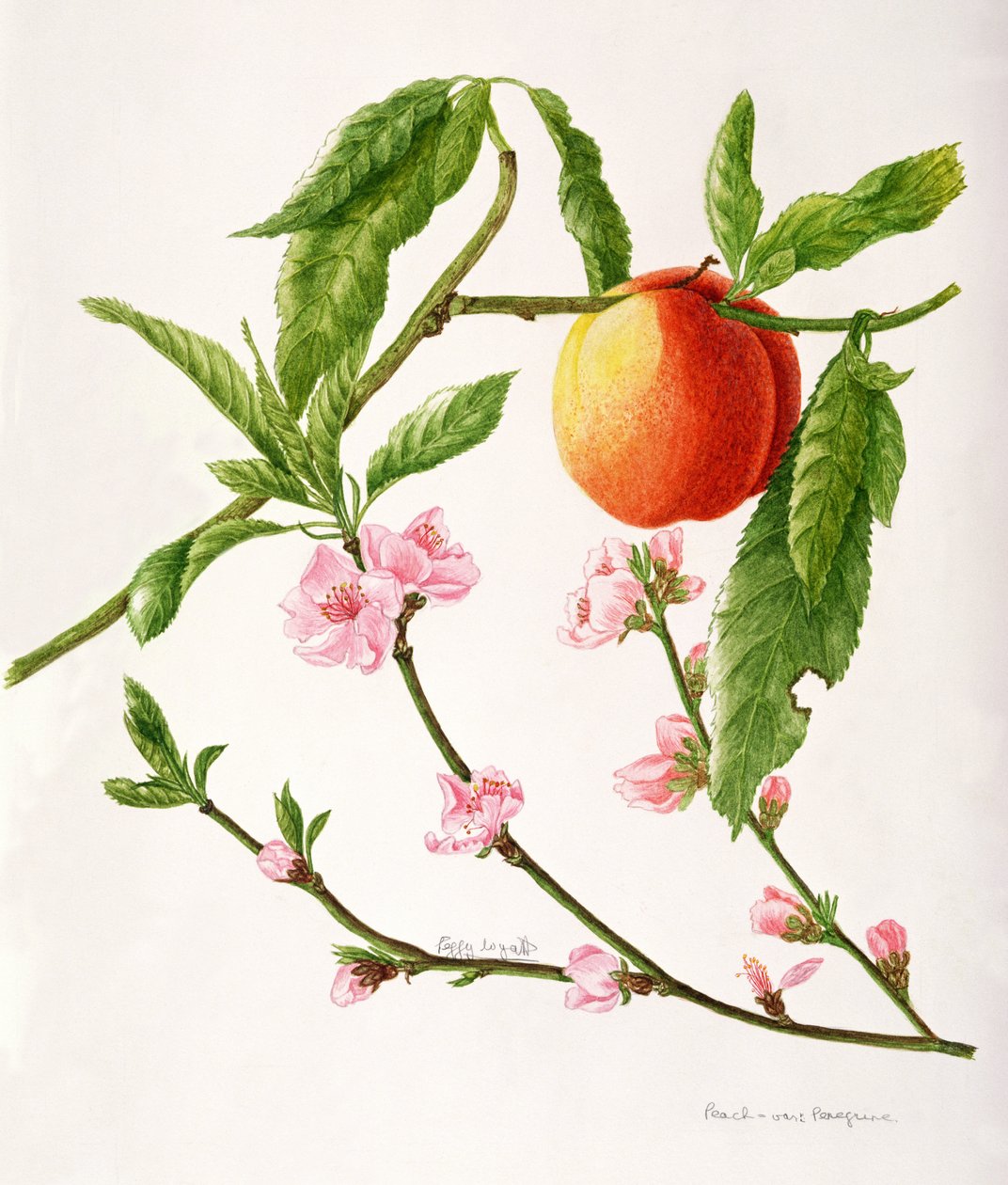 Peach var: Pilgrimsfalk (akvarell) av Peggy Wyatt
