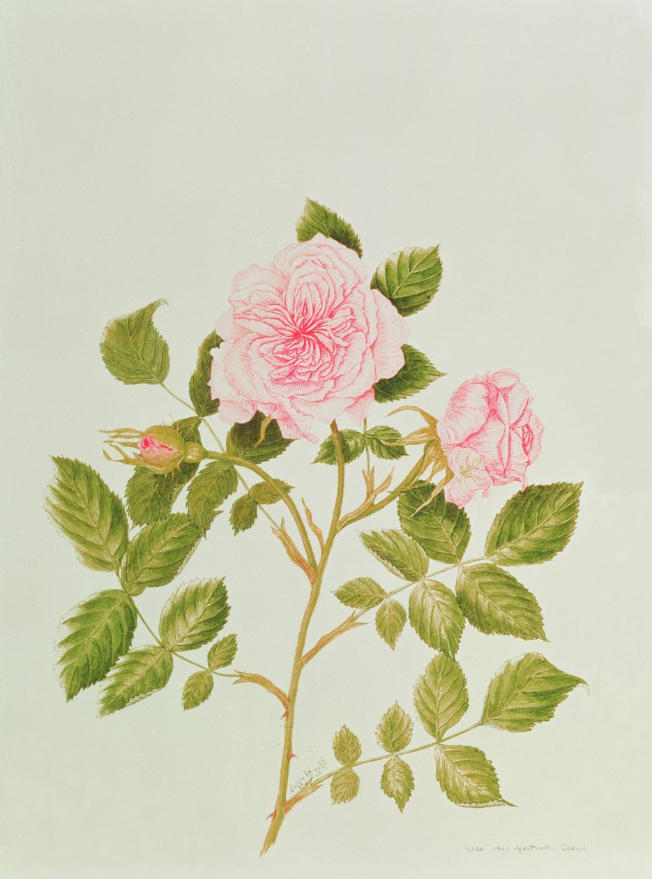 Rosa var: Gertrude Jekyll (watercolor) av Peggy Wyatt