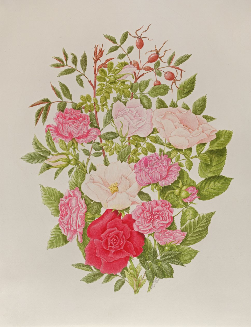 Olika rosa rosor (akvarell) av Peggy Wyatt