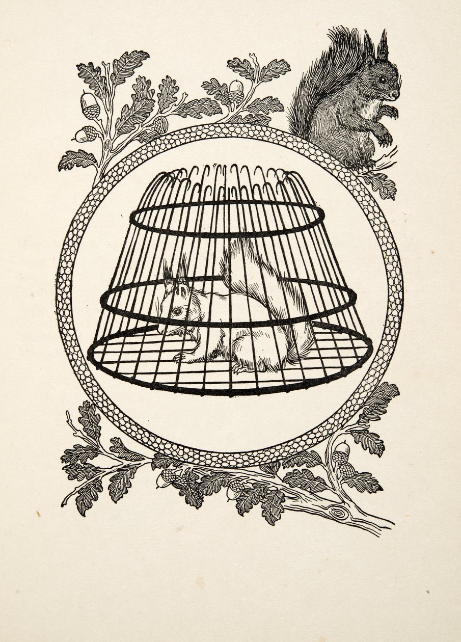En flyktingekorre, från Hundra anekdoter av djur, pub. 1924 av Percy J. Billingshurst
