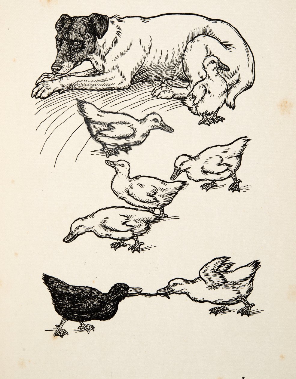 A Singular Foster-Mother, från A Hundred Anecdotes of Animals, pub. 1924 av Percy J. Billingshurst