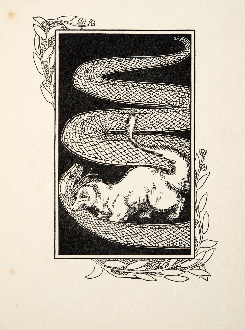 Snake Destroyers, från A Hundred Anecdotes of Animals, pub. 1924 (gravyr) av Percy J. Billingshurst