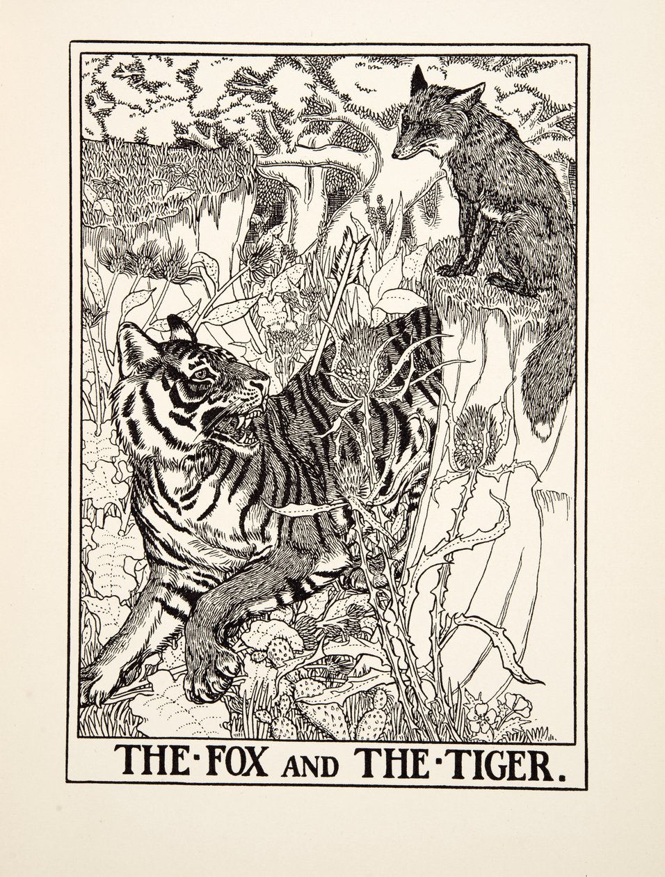 The Fox and the Tiger, från A Hundred Fables of Aesop, pub.1903 (gravyr) av Percy J. Billingshurst