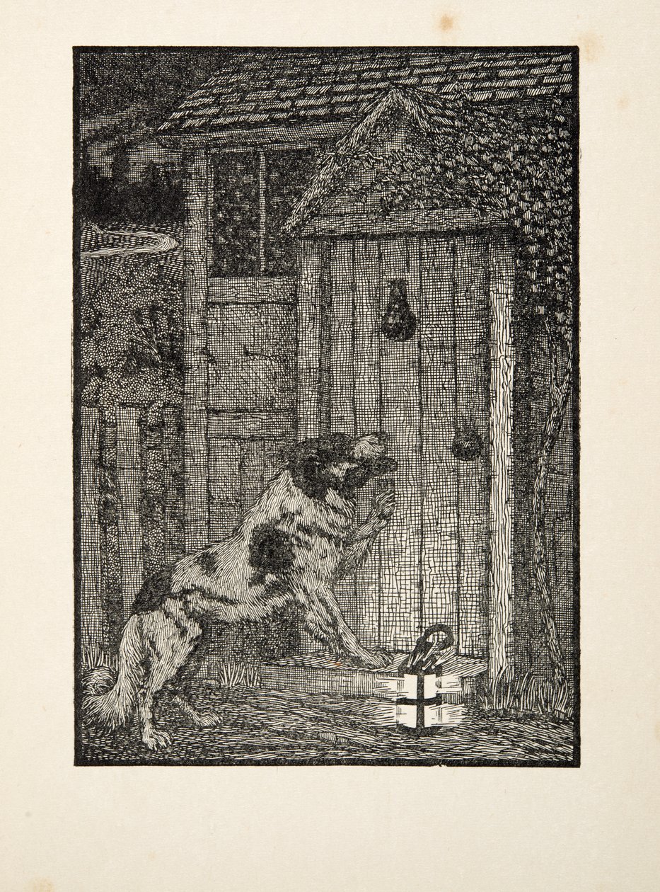 Newfoundland Dog, från Hundra anekdoter av djur, pub. 1924 av Percy J. Billingshurst