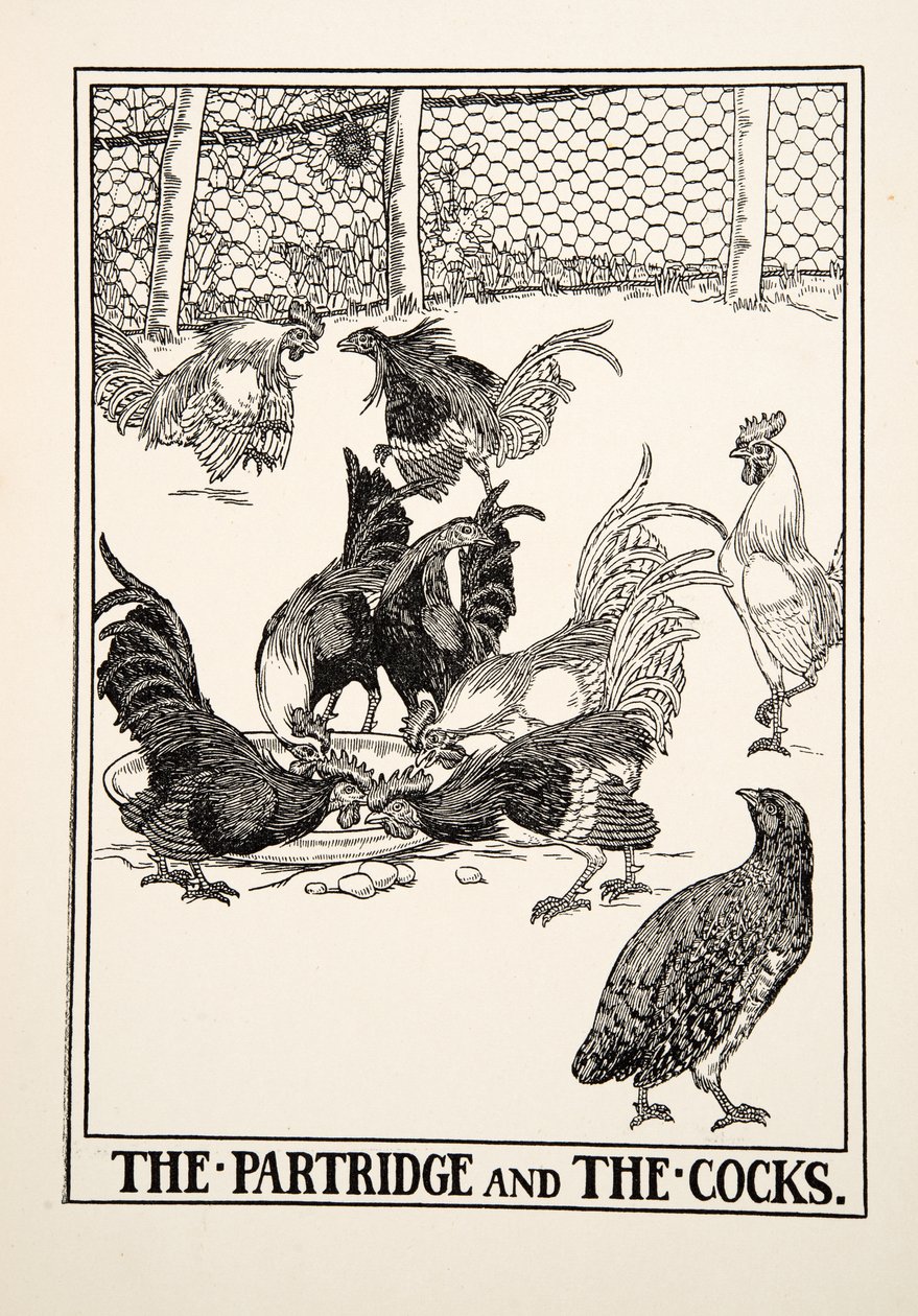 Partridgen och tupparna, från Aesops hundra fabler, pub.1903 av Percy J. Billingshurst