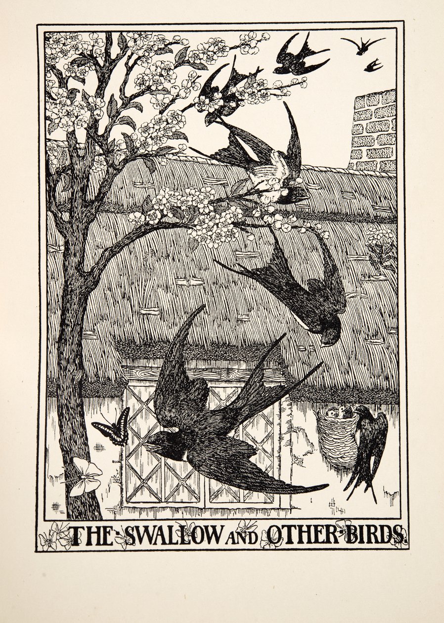 Svalan och andra fåglar, från Aesops hundra fabler, pub.1903 av Percy J. Billingshurst
