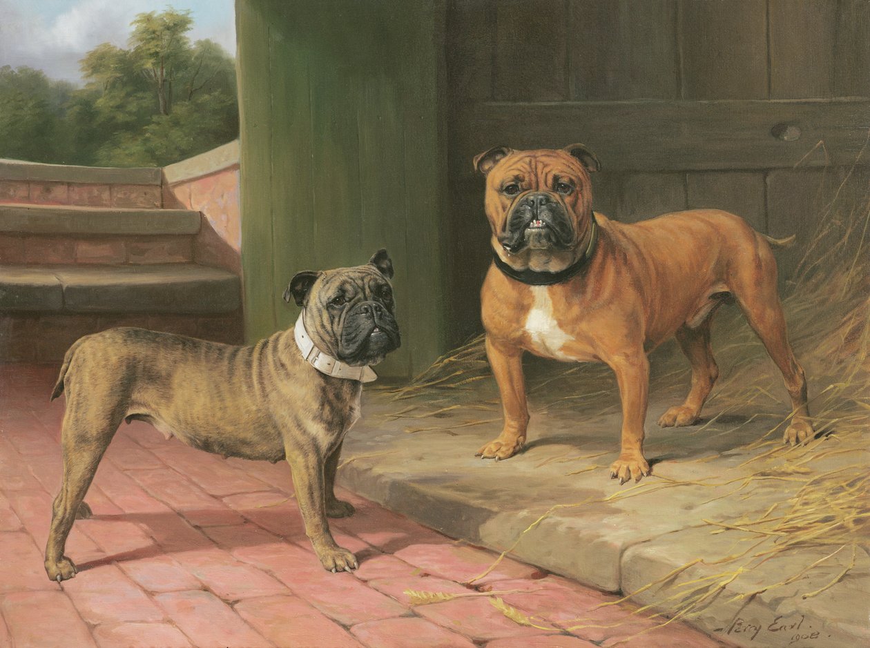En Red Bulldog och Brindle Bulldog vid en lada (olja på duk) av Percy Thomas Earl