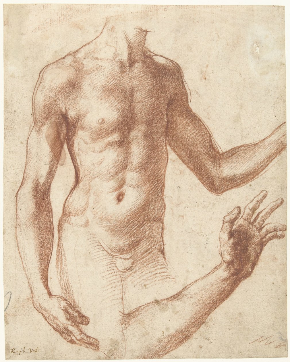 Studie av en torso Studie av en ung mans överkropp av Perino del Vaga