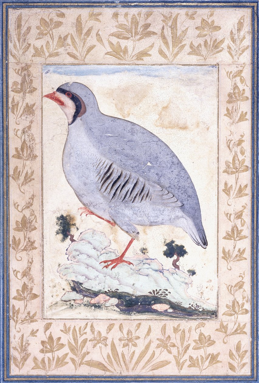 En rödbent rapphöna, ca. mitten av 1600-talet av Persian School
