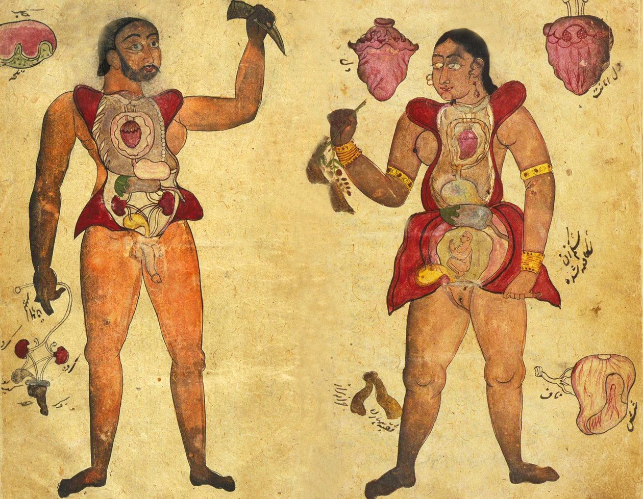 Anatomisk illustration av en man och en kvinna som håller i sina egna inre organ, publicerad i Tibb-i Akbar, "The medicine of Akbar" c.1700 av Persian School