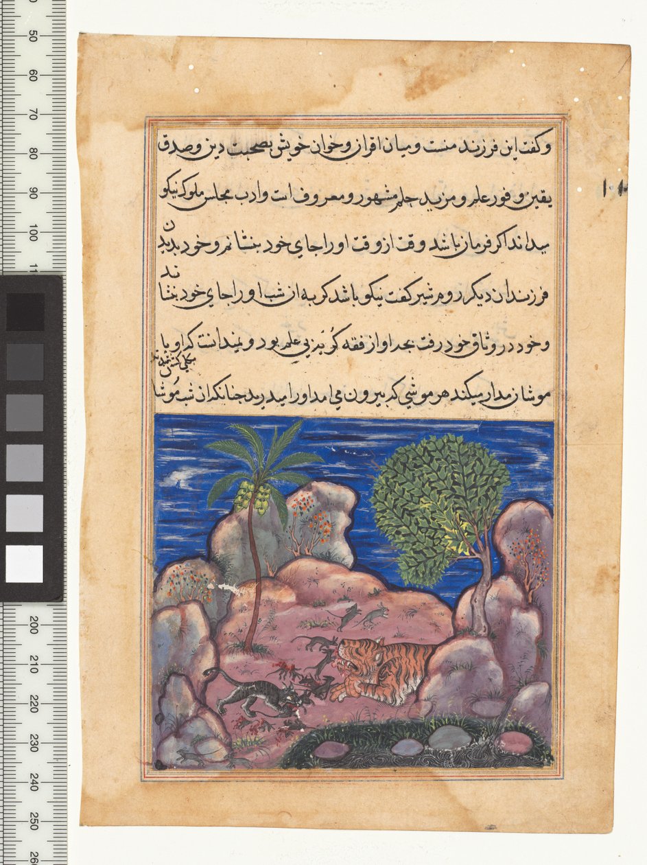 Saga XV, Katten attackerar mössen som stör lejonet, illustration från "Tuti-Nama", ca. 1560. Indien, Mughal, Akbars regeringstid, 1500-talet av Persian School