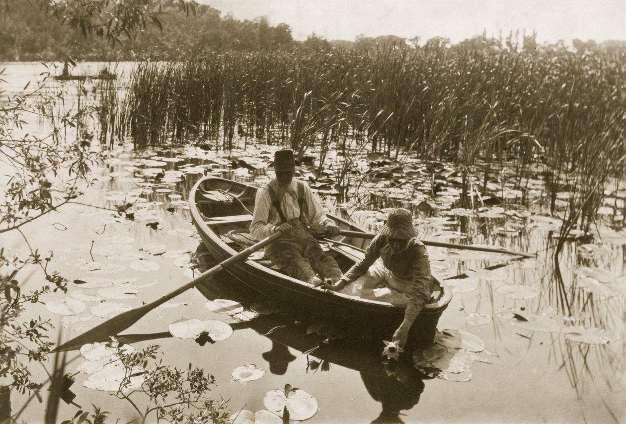 Vattenliljor, 1886 (fotografi) av Peter Emerson und Thomas Goodall