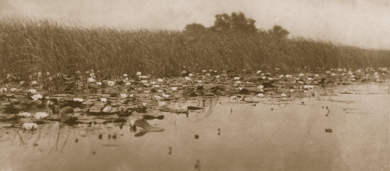 Näckrosor, Liv och landskap på Norfolk Broads, 1886 av Peter Emerson und Thomas Goodall