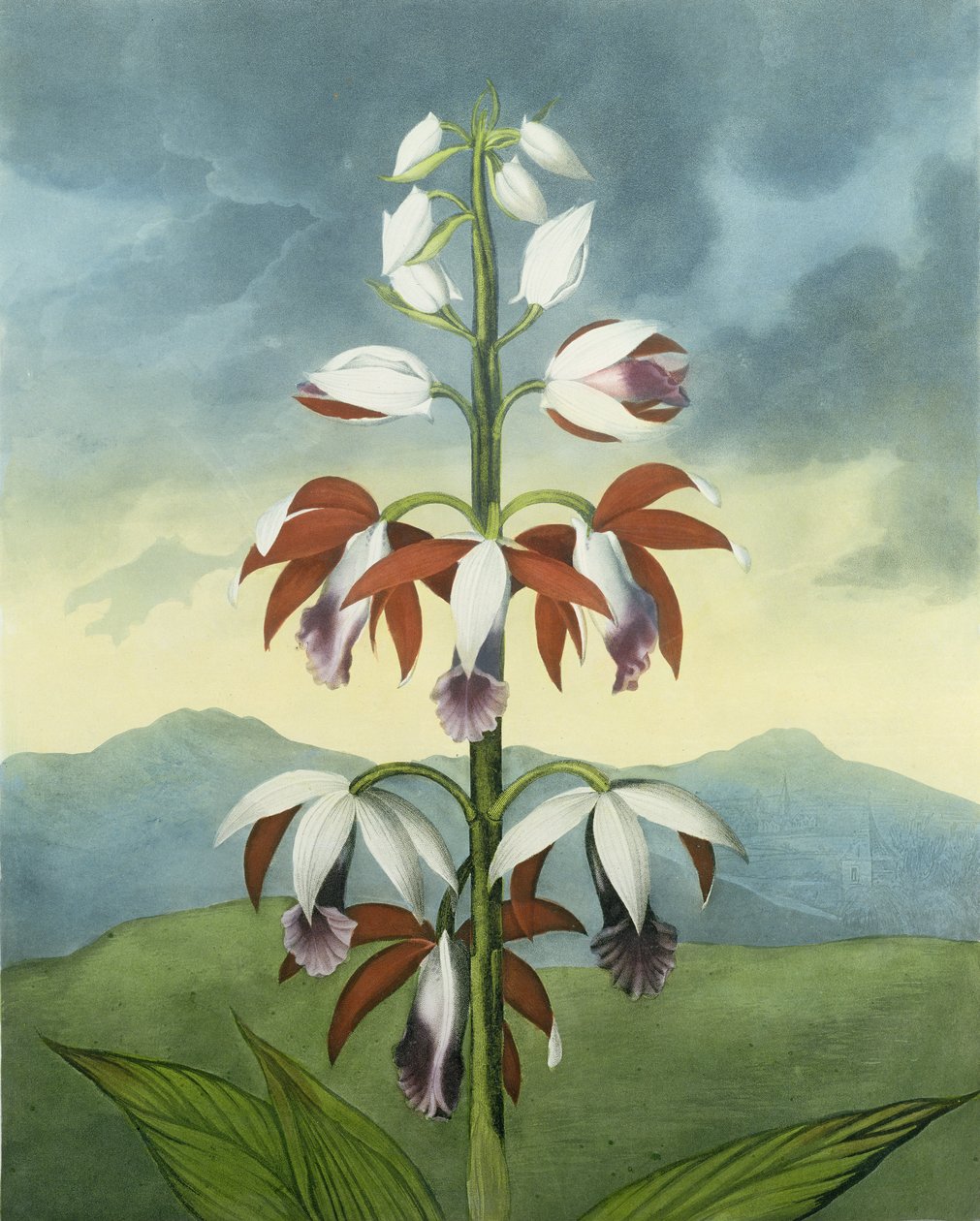 China Limodoron, graverad av Landseer, från "The Temple of Flora" av Robert Thornton, pub. 1802 av Peter Charles Henderson