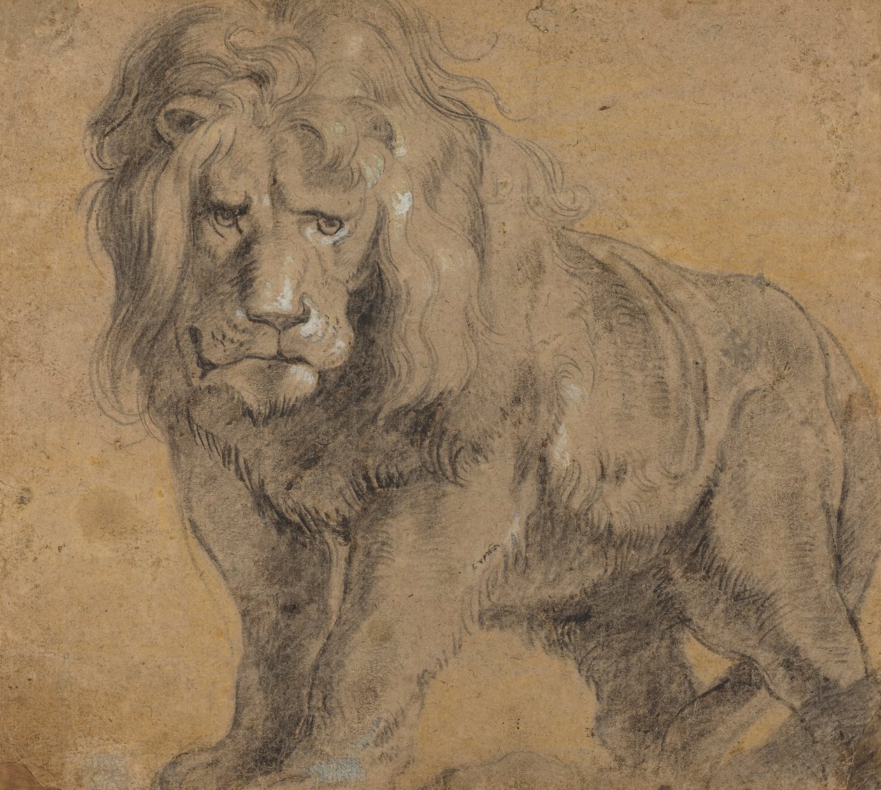 Lion av Peter Paul Rubens