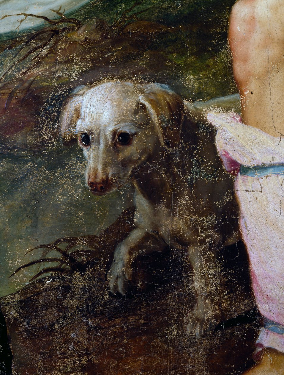 Hund, detalj från Nativity, målning av Pieter Candid eller Pieter de Witte (ca 1548-1628), Nederländerna av Peter Candid