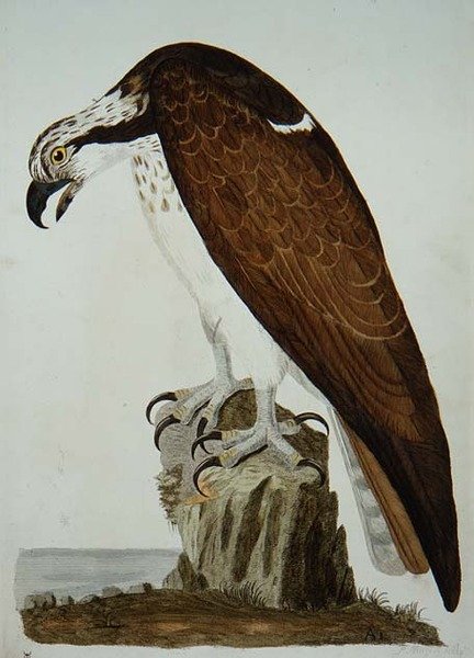 The Bald Buzzard, plåt från 