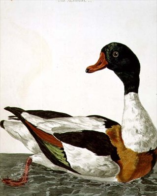 The Common Shelduck från 
