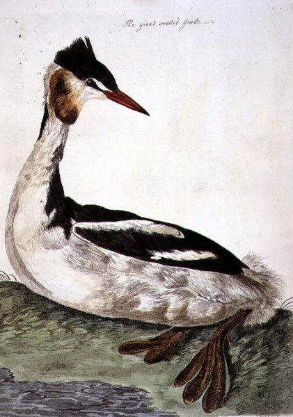 The Great Crested Grebe (Podiceps cristatus) tallrik från 