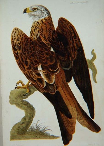 Draken (Milvus milvus) eller Glead, plåt från 