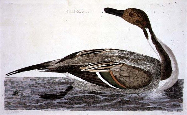 Pintail Duck (Anas acuta) tallrik från 