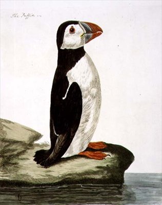 Puffin (Fratercula arctica) plattan från 