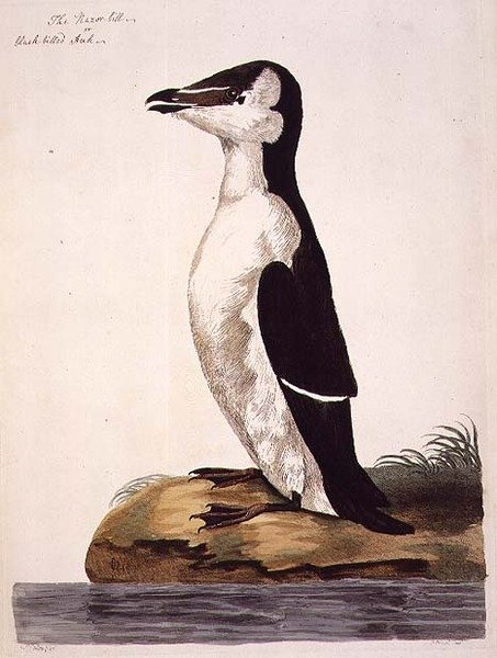 Razorbill (Alca torda) eller Black-Billed Auk, tallrik från 