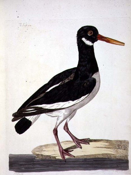 The Sea Pie eller Oystercatcher (Haematopus ostralegus) tallrik från 
