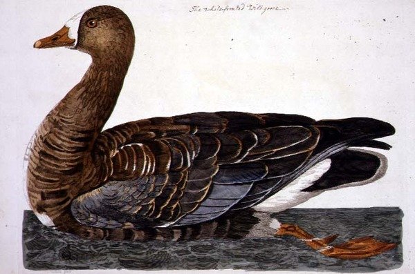 The White-Fronted Goose (Anser albifrons) tallrik från 