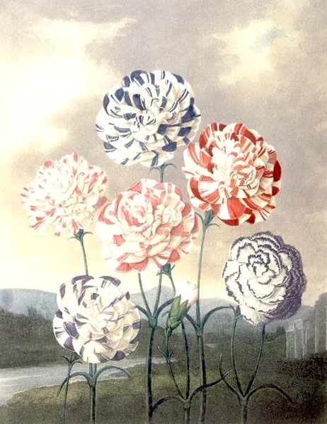 En grupp nejlikor: Dianthus caryophyllus, graverade av Caldwall, från Thorntons "Temple of Flora" av Peter Charles (after) Henderson